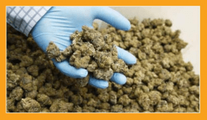Amerykańscy naukowcy potwierdzają działanie medycznej marihuany, JamaicaSeeds.pl