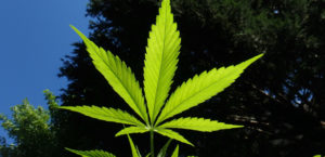 Cannabis przewiw uzależnieniu?, JamaicaSeeds.pl