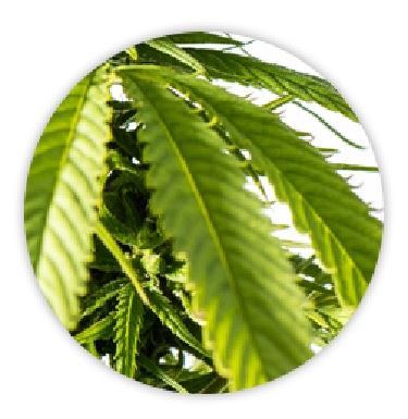 Anatomia Rośliny Marihuany, JamaicaSeeds.pl