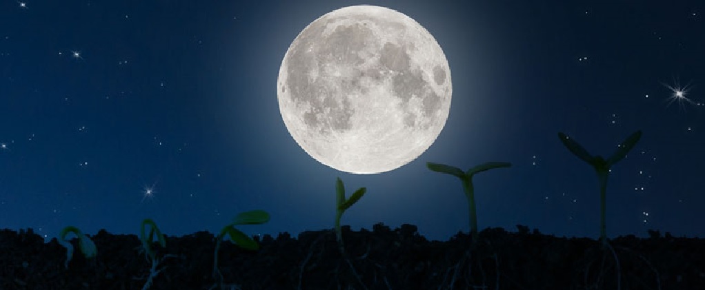Ogrodnictwo Księżycowe i Cannabis: Wykorzystanie Księżyca dla Lepszych Efektów Uprawy, JamaicaSeeds.pl